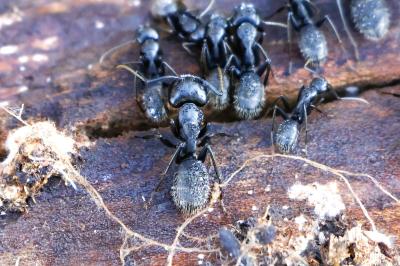 <i>Camponotus vagus</i>