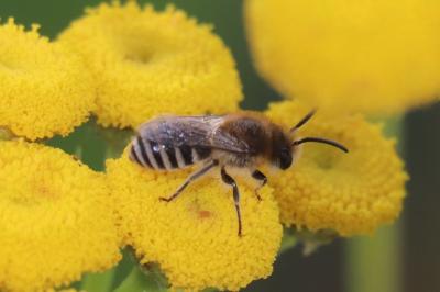 <i>Colletes</i>