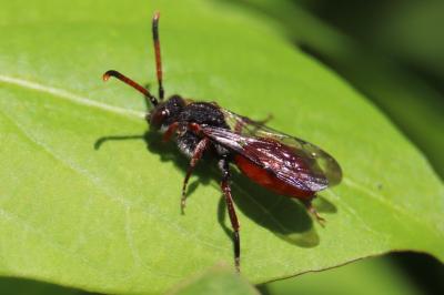 <i>Nomada</i>