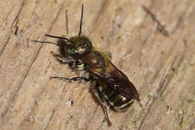 <i>Osmia caerulescens</i>