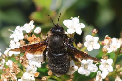<i>Xylocopa violacea</i>