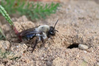<i>Andrena vaga</i>