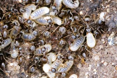 <i>Lasius</i>
