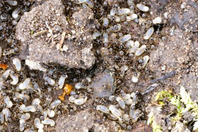 <i>Lasius</i>