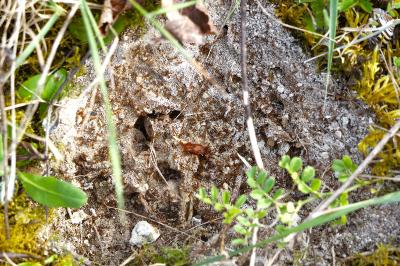 <i>Tetramorium</i>