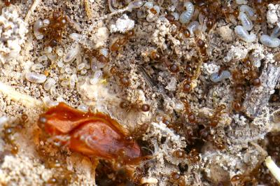 <i>Tetramorium</i>