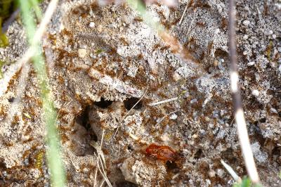 <i>Tetramorium</i>