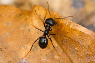 <i>Lasius fuliginosus</i>