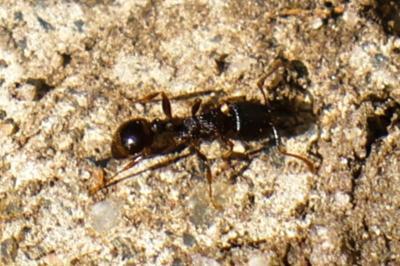 <i>Tetramorium</i>