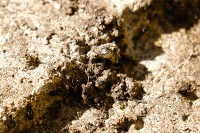 <i>Tetramorium</i>