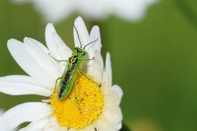 <i>Rhogogaster chlorosoma</i>