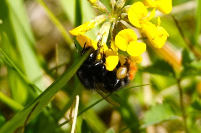 <i>Bombus lapidarius</i>