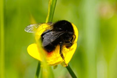 <i>Bombus lapidarius</i>
