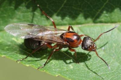 <i>Formica rufibarbis</i>