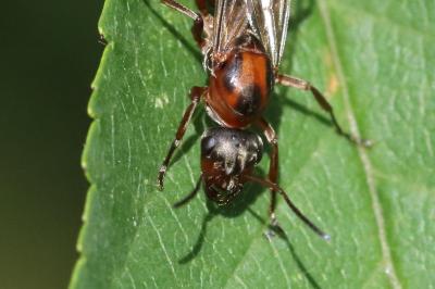 <i>Formica rufibarbis</i>
