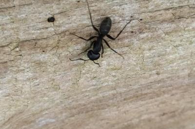 <i>Camponotus vagus</i>