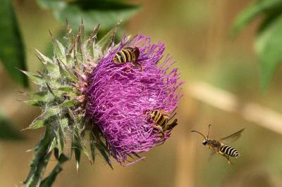 <i>Halictus scabiosae</i>