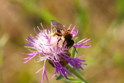 <i>Halictus scabiosae</i>