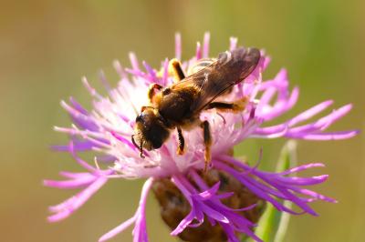 <i>Halictus scabiosae</i>