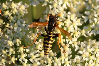 <i>Polistes dominula</i>