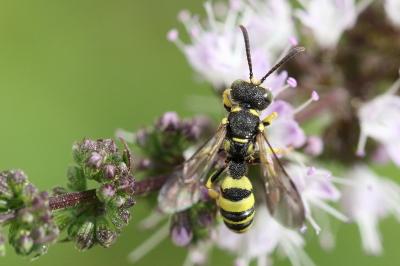 <i>Cerceris sabulosa</i>