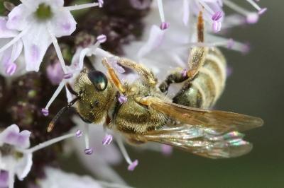 <i>Seladonia subaurata</i>