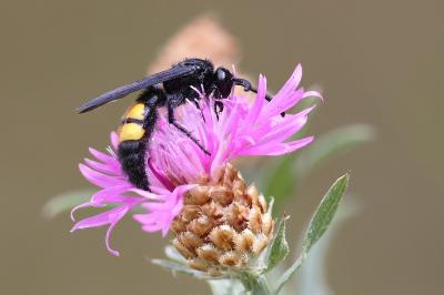 <i>Scolia hirta</i>