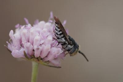 <i>Coelioxys</i>