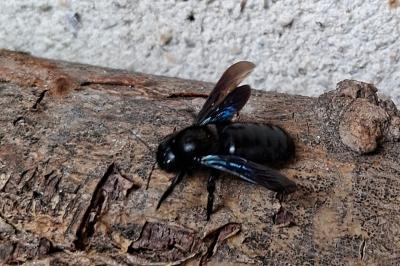 <i>Xylocopa violacea</i>