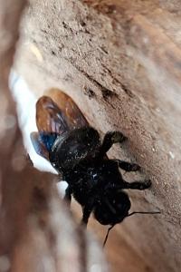 <i>Xylocopa violacea</i>
