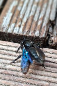<i>Xylocopa violacea</i>