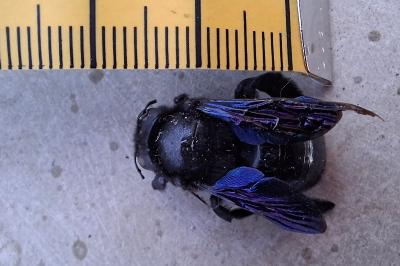 <i>Xylocopa violacea</i>