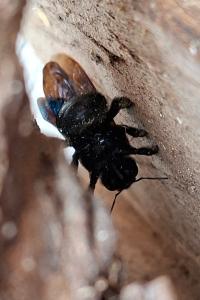 <i>Xylocopa violacea</i>