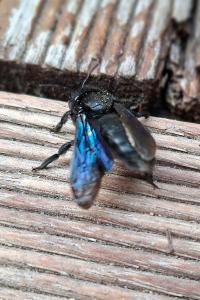<i>Xylocopa violacea</i>