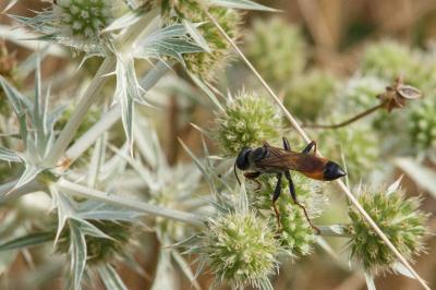 <i>Sphex funerarius</i>