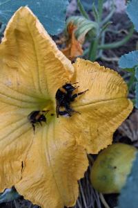 <i>Bombus terrestris</i>