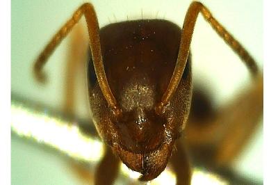 <i>Lasius brunneus</i>