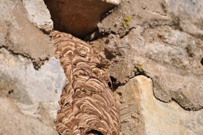 <i>Vespa velutina</i>
