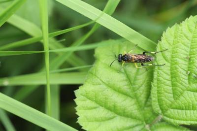 <i>Macrophya montana</i>