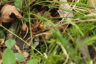 <i>Vespa crabro</i>