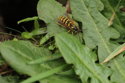 <i>Vespula germanica</i>