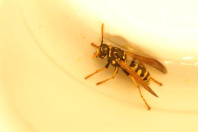 <i>Polistes gallicus</i>