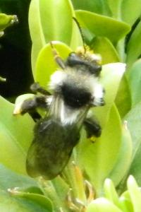 <i>Andrena cineraria</i>