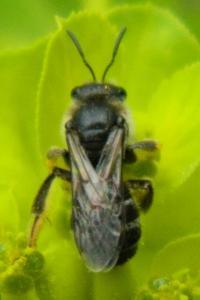 <i>Halictus scabiosae</i>