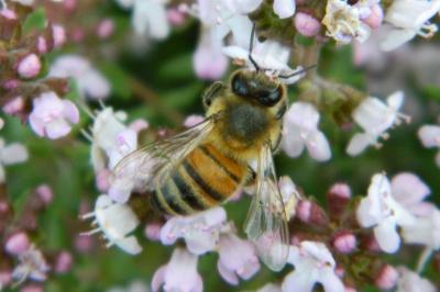 <i>Apis mellifera</i>