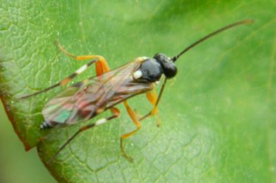 <i>Diplazon laetatorius</i>