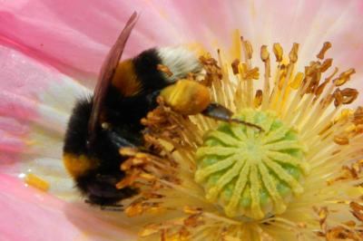 <i>Bombus terrestris</i>
