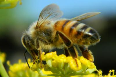 <i>Apis mellifera</i>