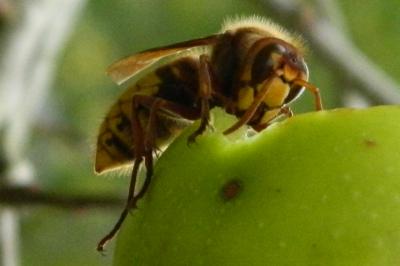 Vespa crabro