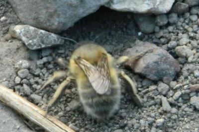 <i>Anthophora plumipes</i>